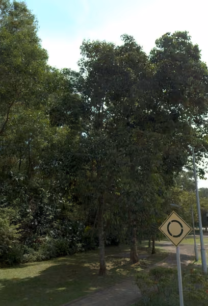 tree photo