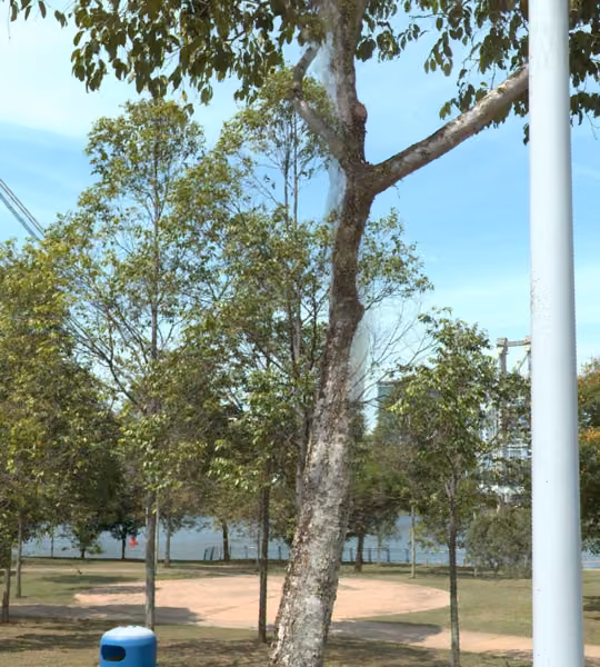 tree photo