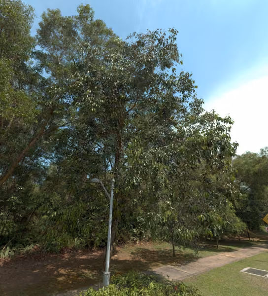tree photo