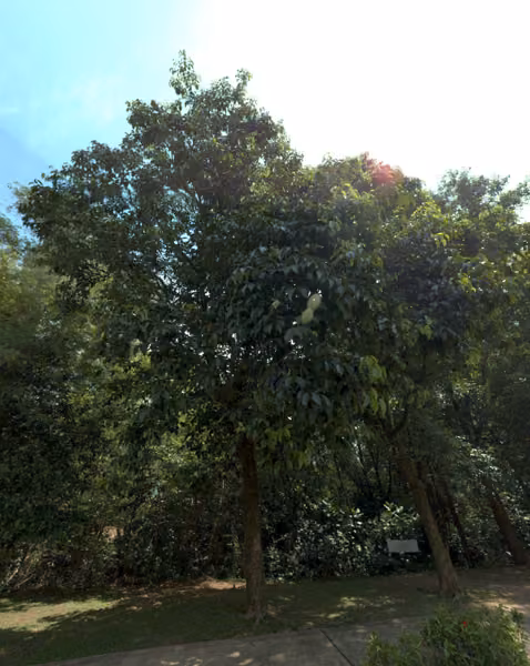 tree photo