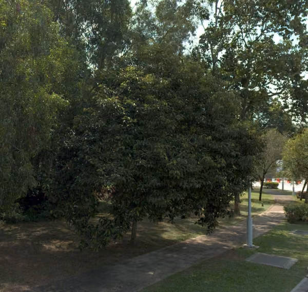 tree photo
