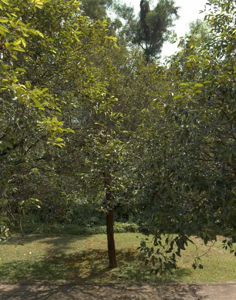 tree photo