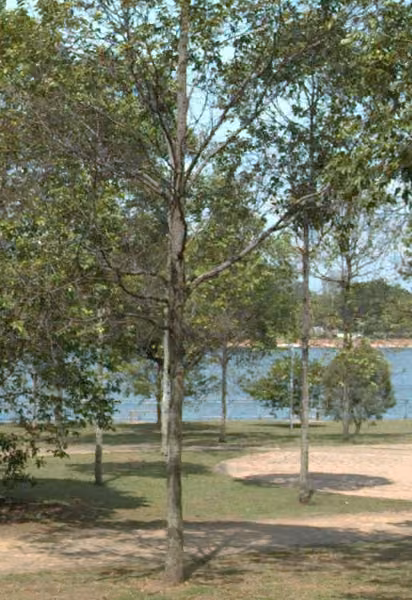 tree photo