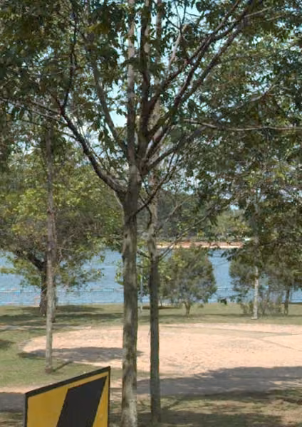 tree photo