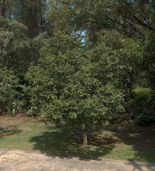 tree photo