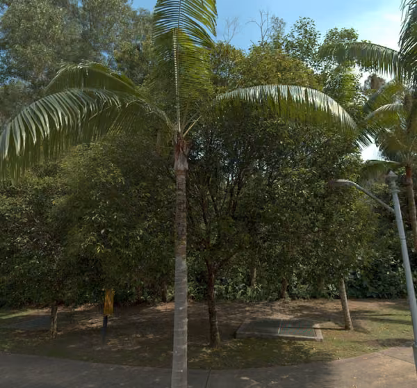 tree photo