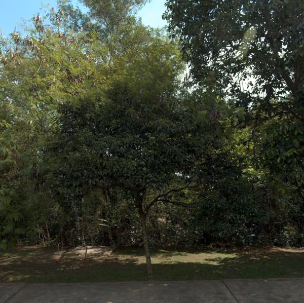 tree photo
