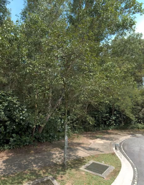 tree photo