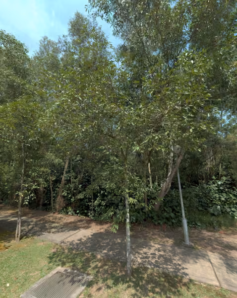 tree photo