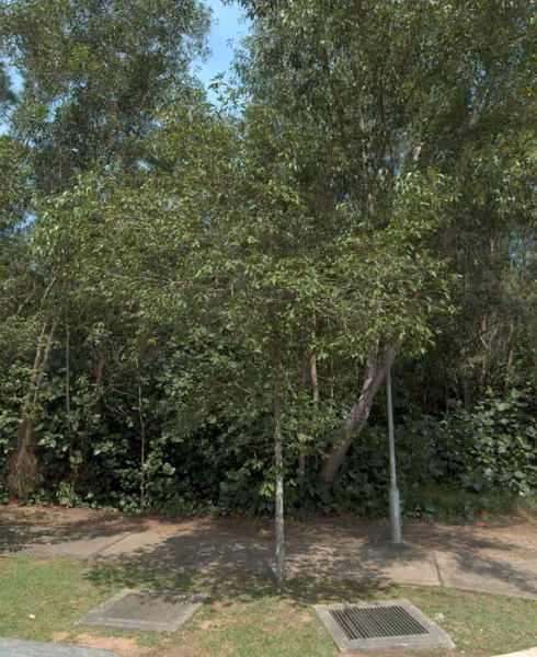 tree photo
