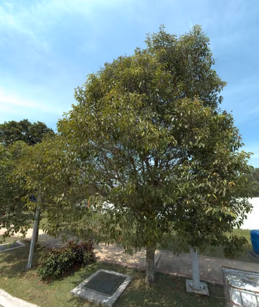 tree photo