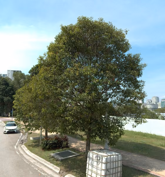 tree photo