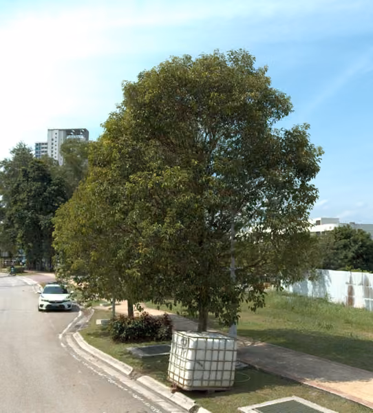 tree photo