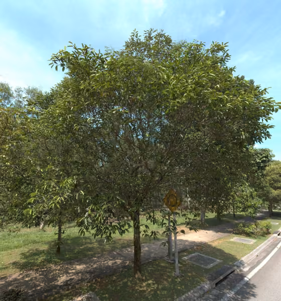 tree photo