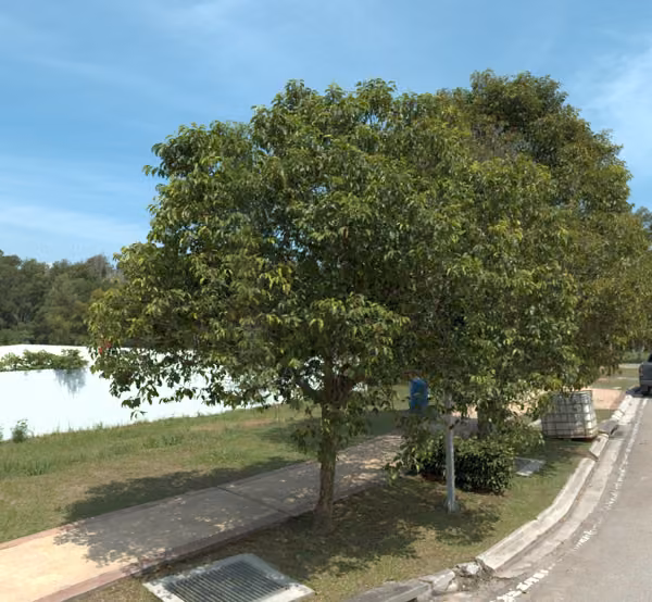 tree photo