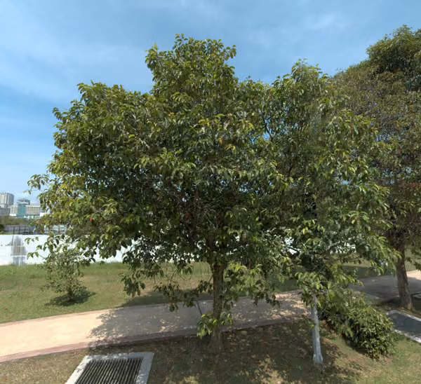 tree photo