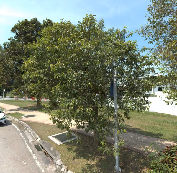 tree photo