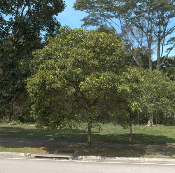 tree photo