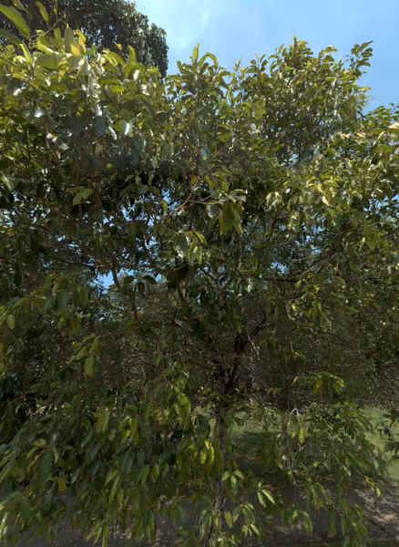 tree photo