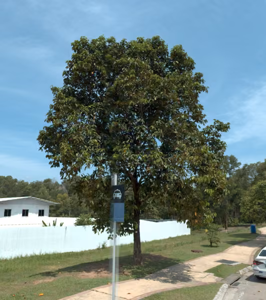 tree photo