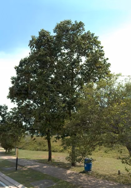 tree photo