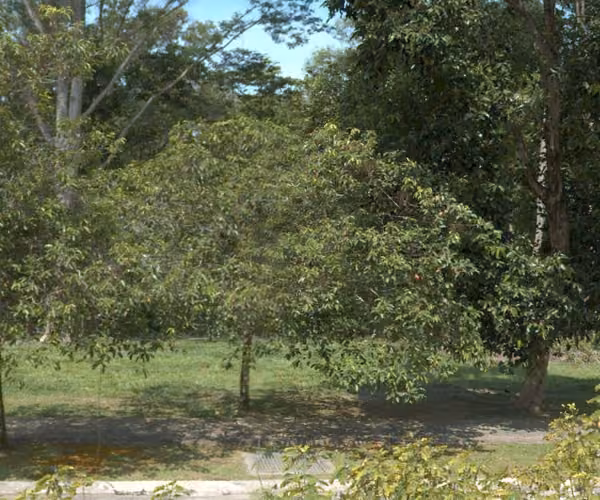 tree photo