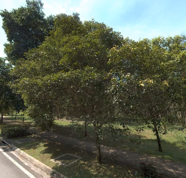 tree photo
