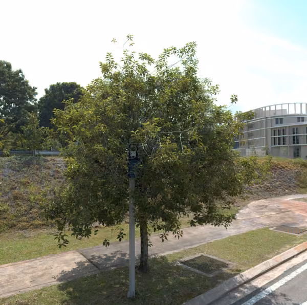 tree photo