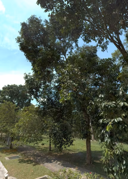 tree photo