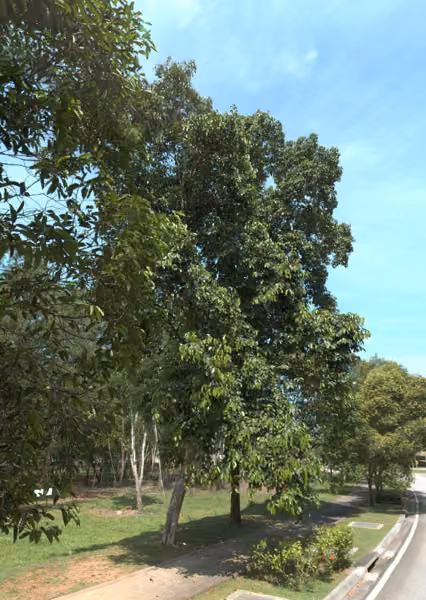 tree photo