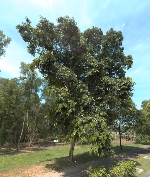 tree photo