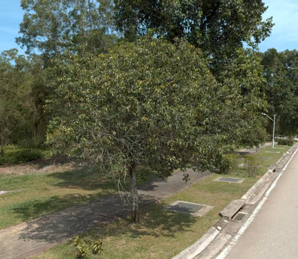 tree photo
