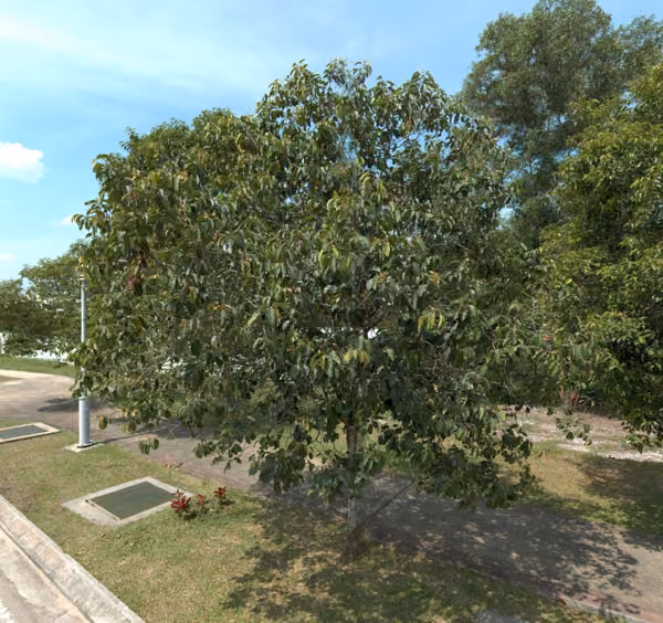 tree photo