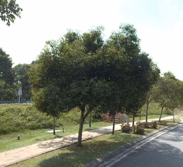 tree photo