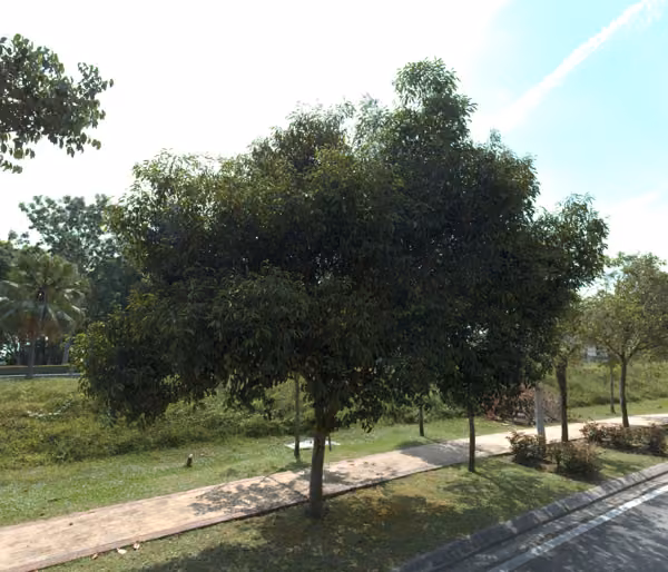 tree photo