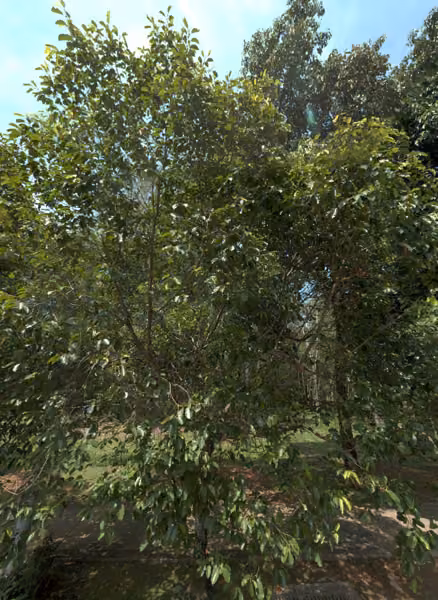 tree photo