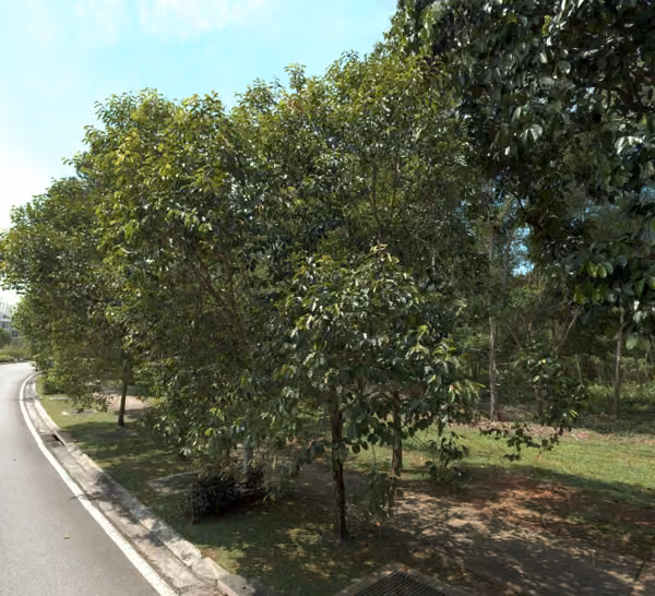 tree photo