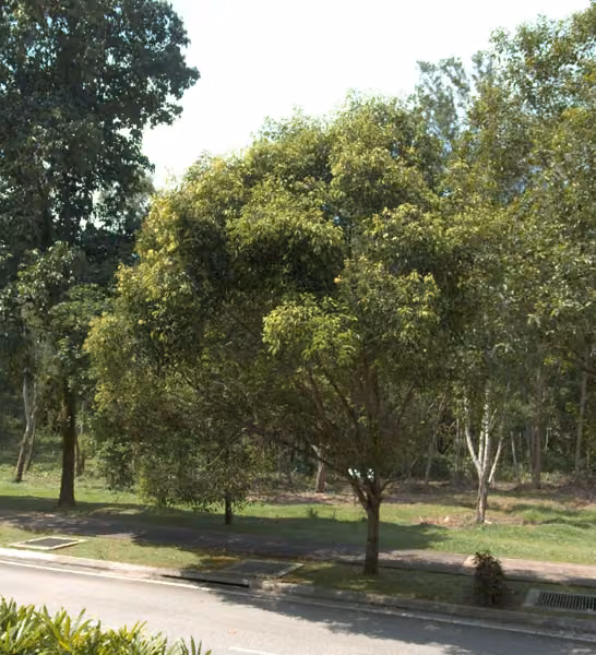 tree photo