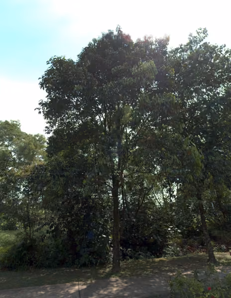 tree photo