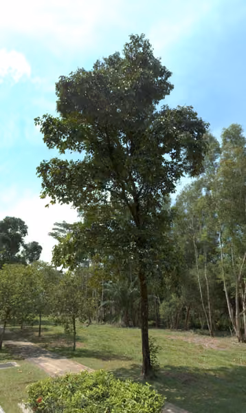 tree photo