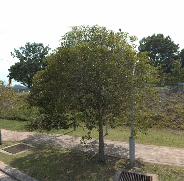 tree photo
