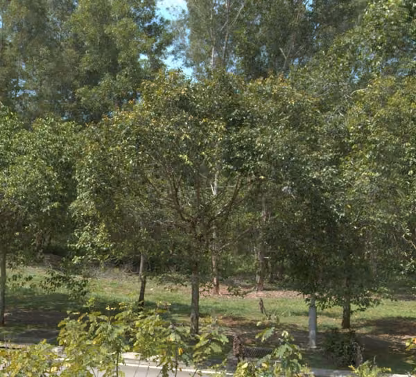 tree photo