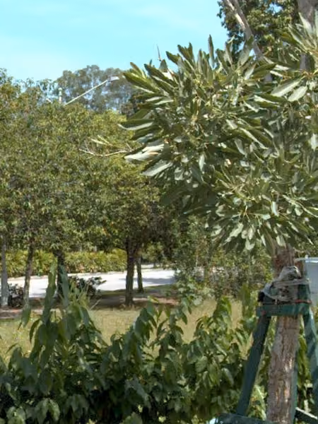 tree photo