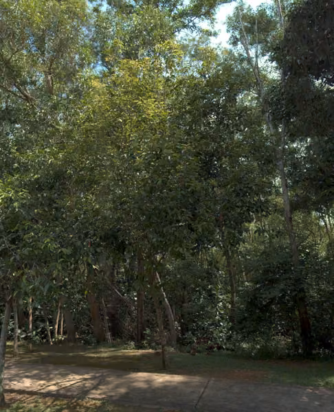 tree photo