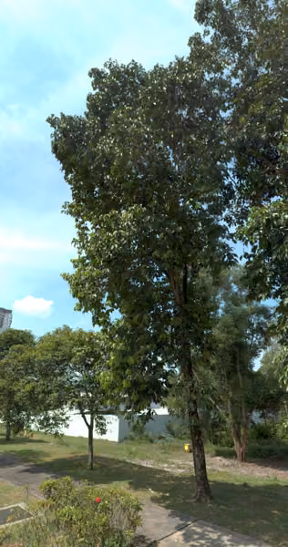 tree photo