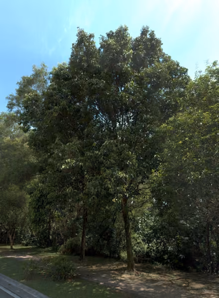 tree photo
