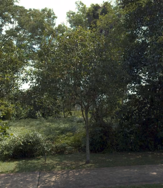 tree photo