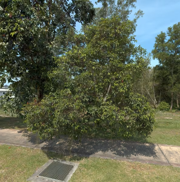 tree photo