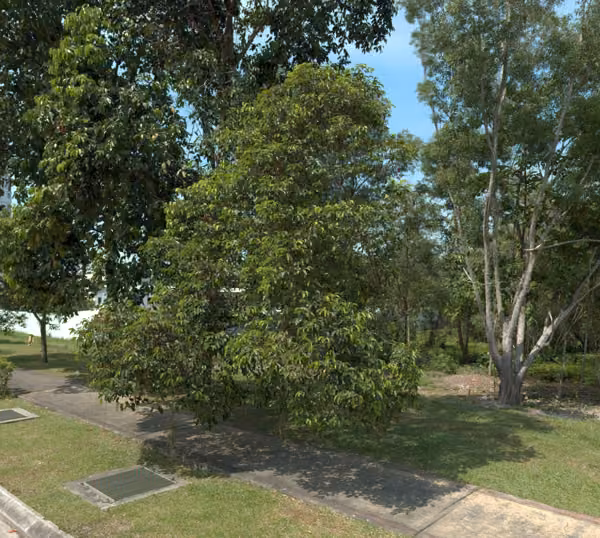 tree photo
