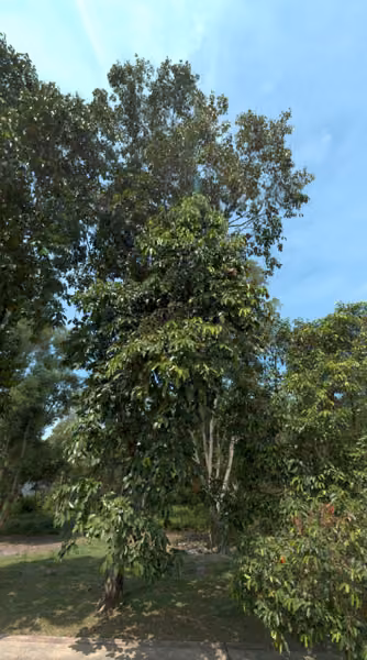 tree photo